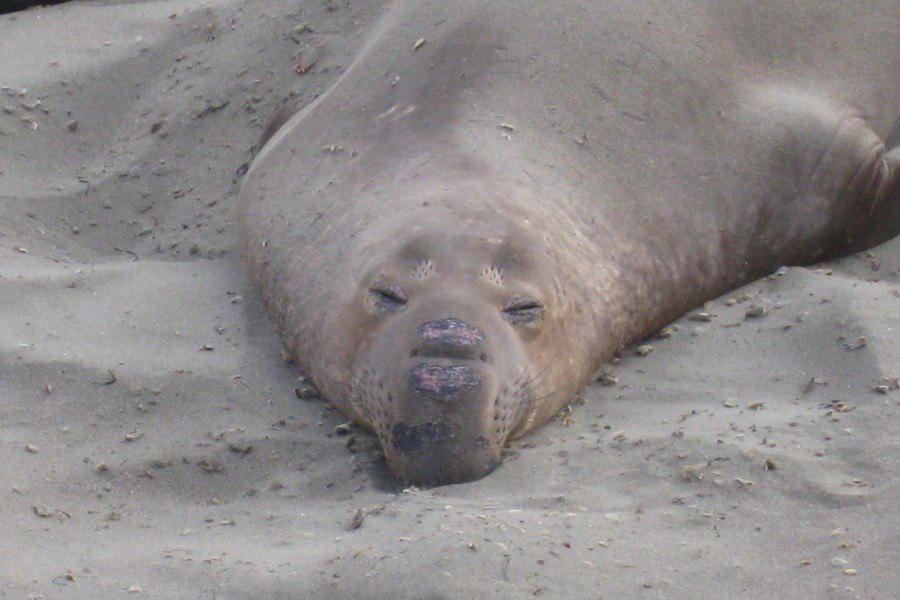 ../image/elephant seals near san simeon 11.jpg